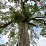 ตะเคียนคู่02-1