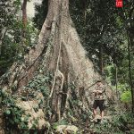 ต้นงุ้น03-1